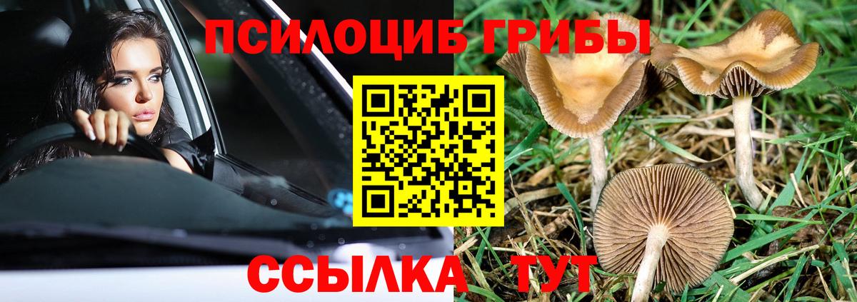 Псилоцибиновые грибы Cubensis Острогожск
